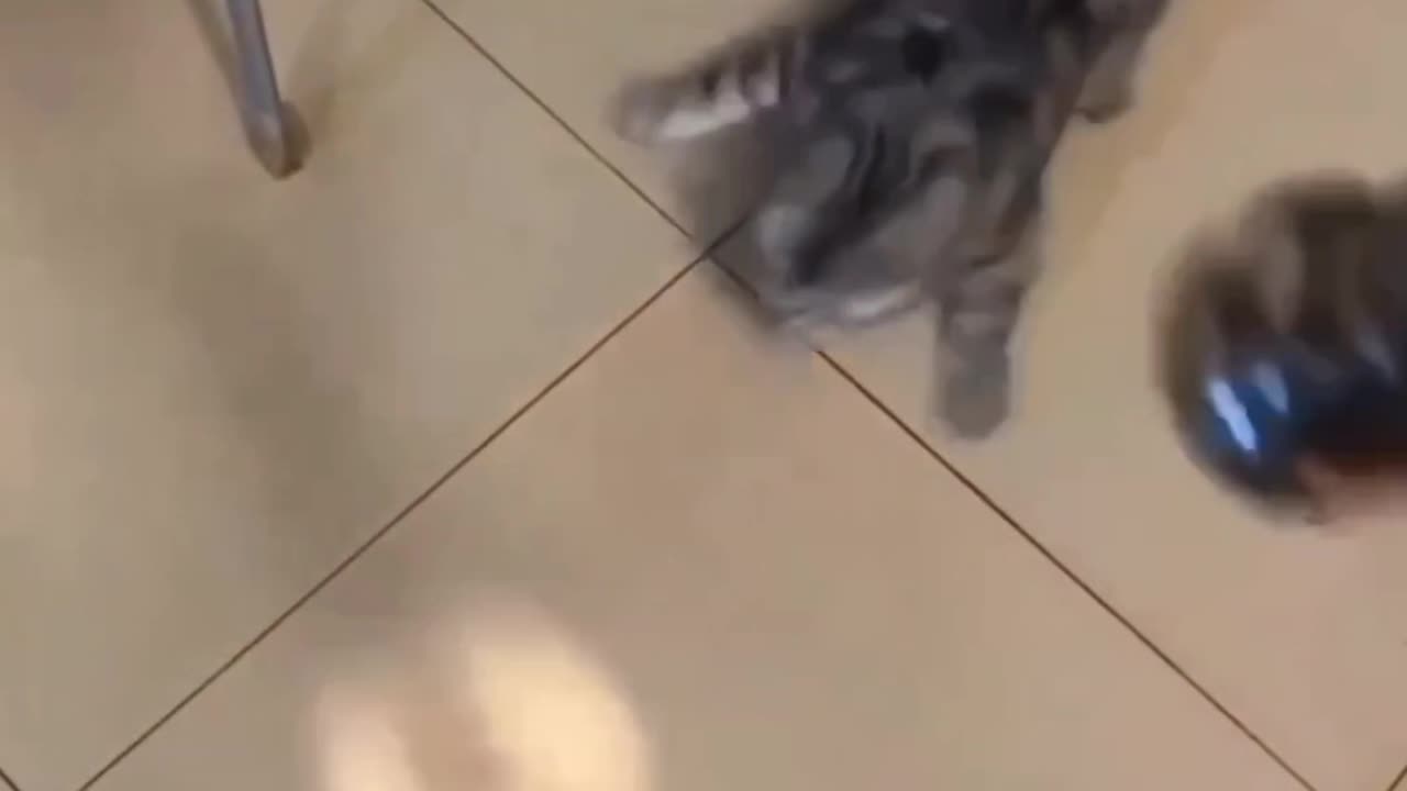 Cat funny video