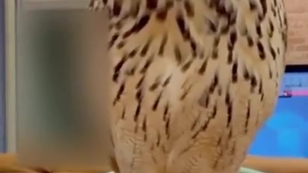 Best Funny Animal Videos of the year (2023), funniest animals ever. relax with cute animals video