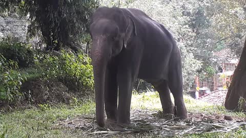 Elephant Silent Danzig Funny mmmm Animal wildlife