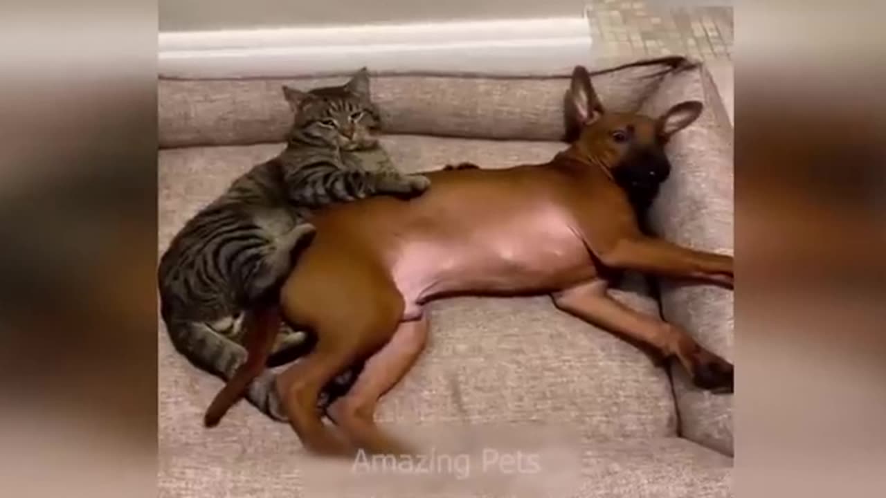 Funny videos