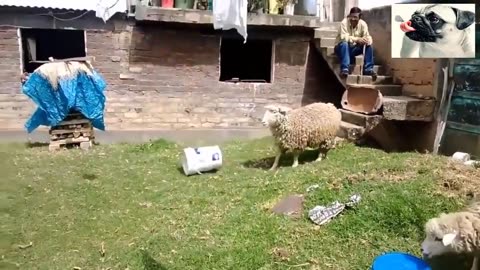 Funny Animals