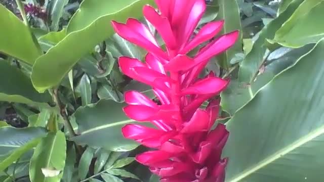 Beautiful red alpine flower in the botanical garden, what a beauty! [Nature & Animals]