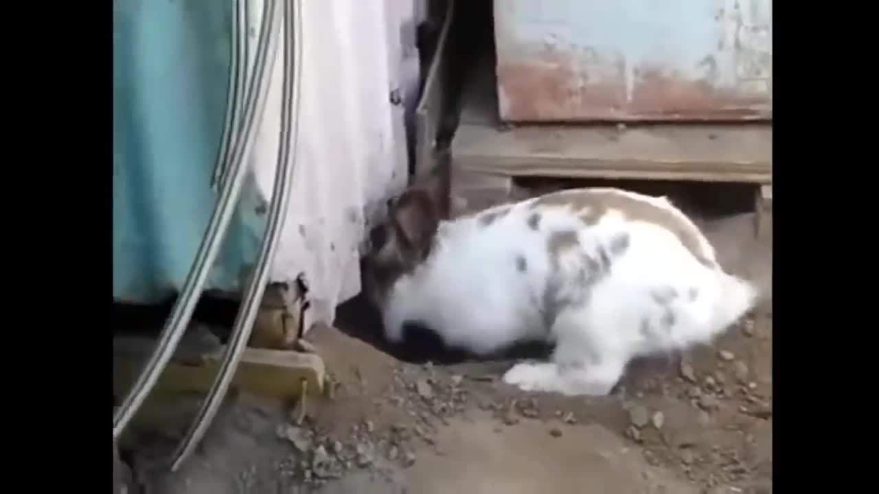 Rabbit saves a poor trapped cat