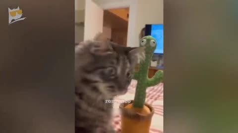 Cute Cat Confused