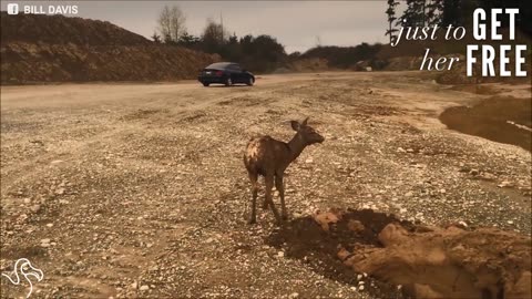 Fawn Falls Into Mud Pit And Gets Scooped Out By A Crane