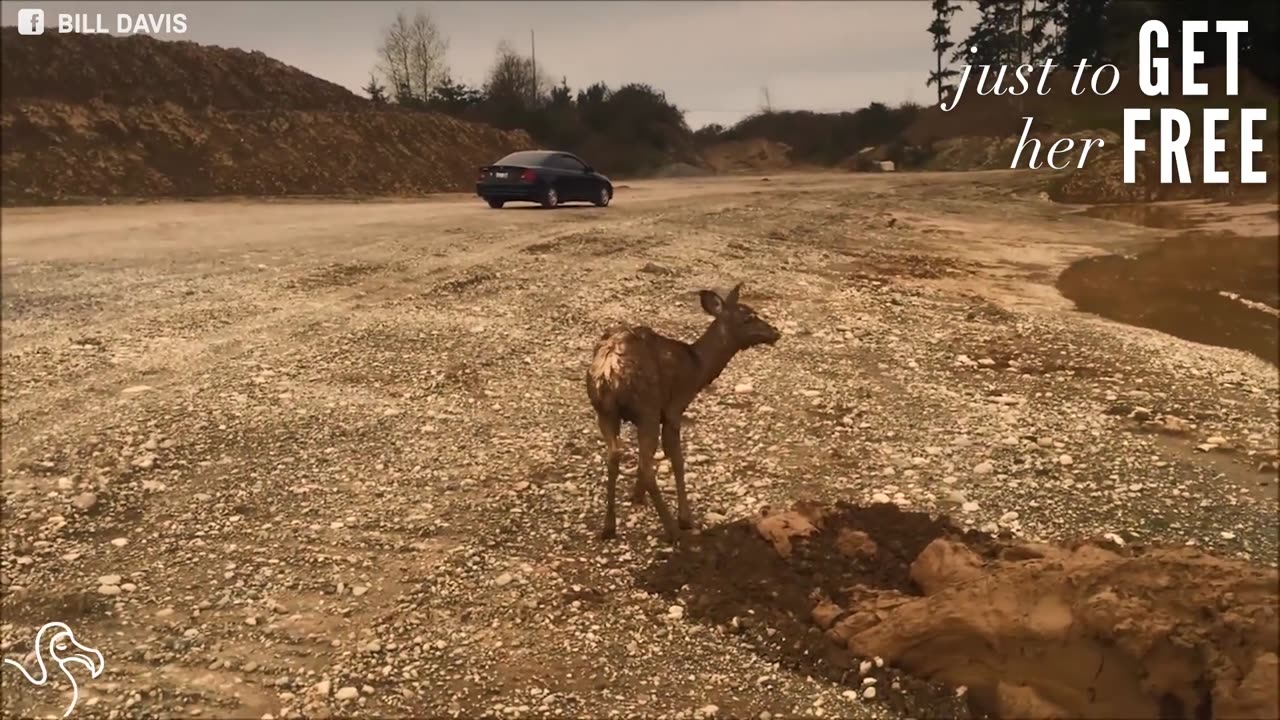 Fawn Falls Into Mud Pit And Gets Scooped Out By A Crane