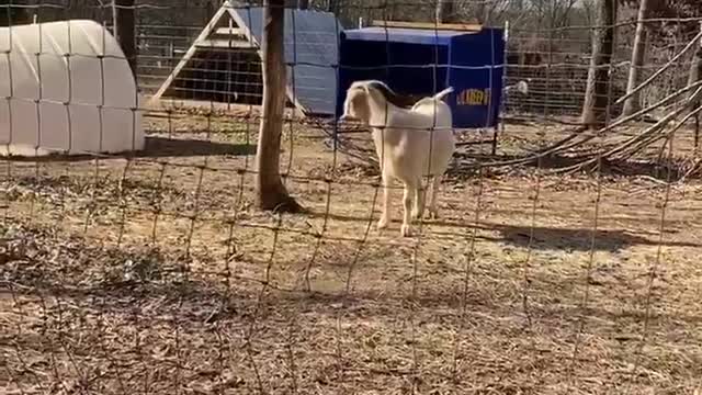 Goat Gambols Over the Gate