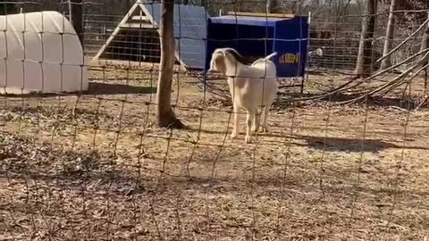 Goat Gambols Over the Gate