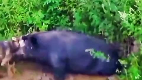 wildlife animal dog this video very interesting