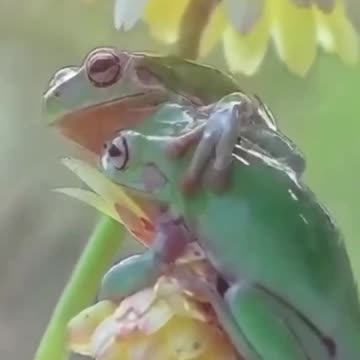 shout out to all my frens and da smoak nation 🐸🐸🐸🐸