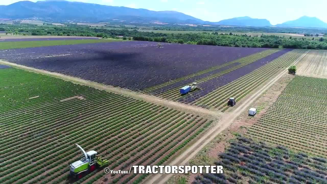 Lavender Harvest & Oil Distillation | Valensole - Provence - France 🇫🇷| large and small scale