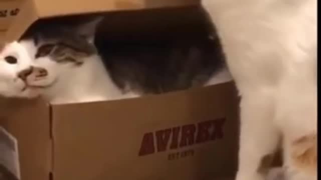 KITTEN FINDS SIBLING IN A BOX!!! 🥰🥰