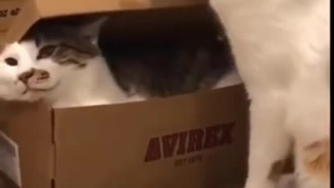 KITTEN FINDS SIBLING IN A BOX!!! 🥰🥰