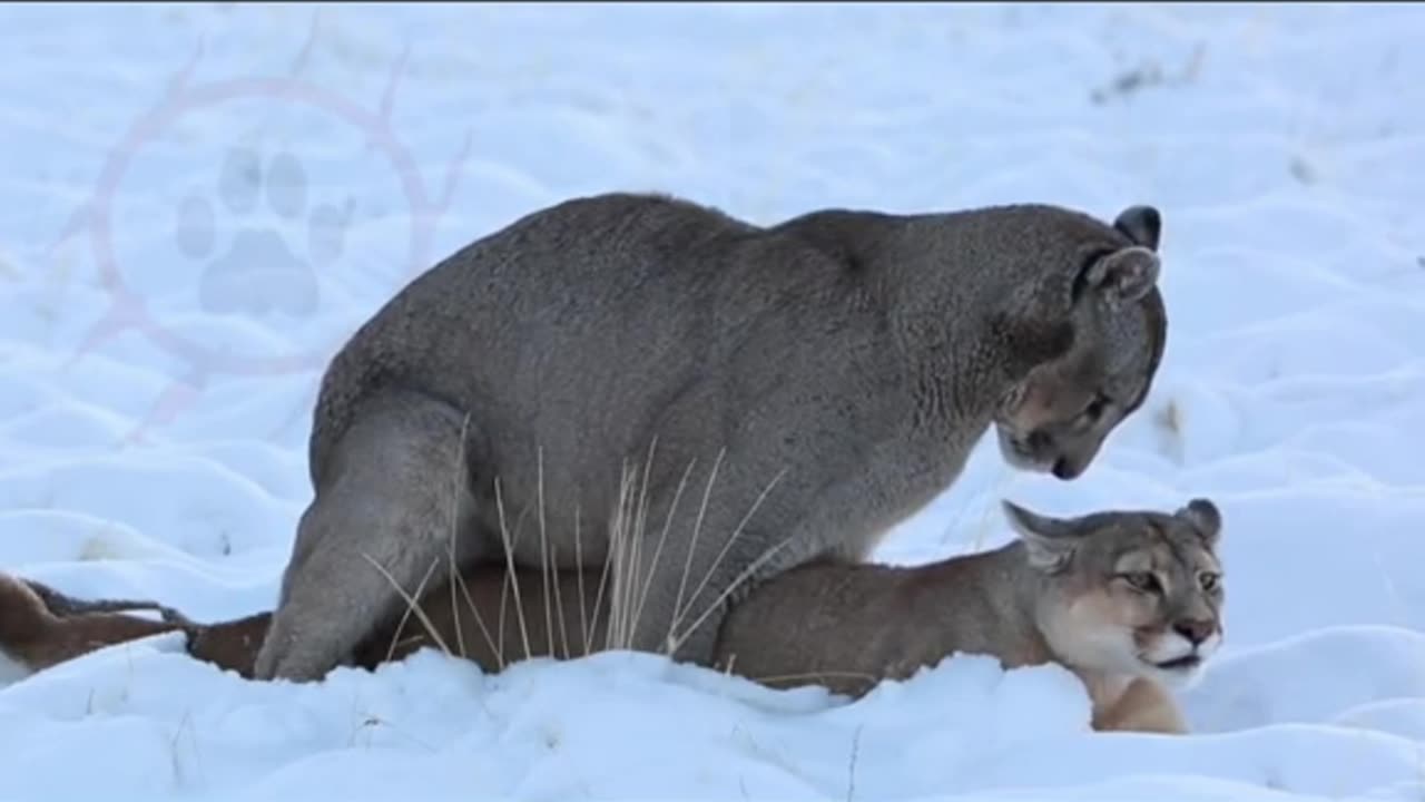 Mountain lions couple having a good time together