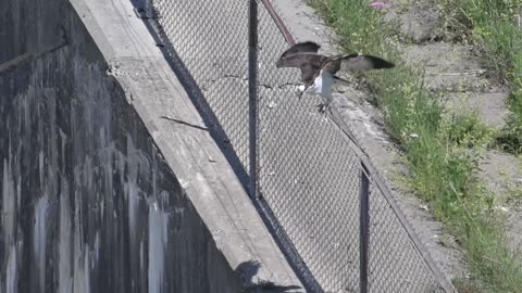 Osprey Diving .. Olympic Gold Medal