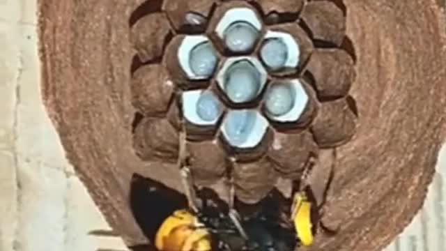 a wasp builds a nest for its children |