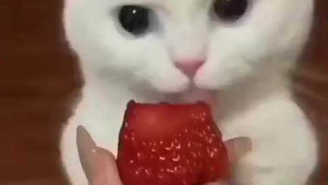 cute cat likes strawberry