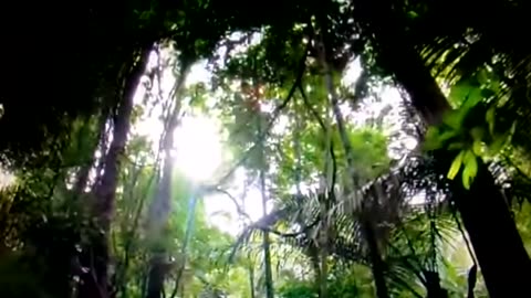 Life in the woods or life in a 15-minute city: