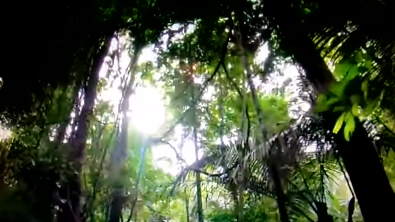 Life in the woods or life in a 15-minute city: