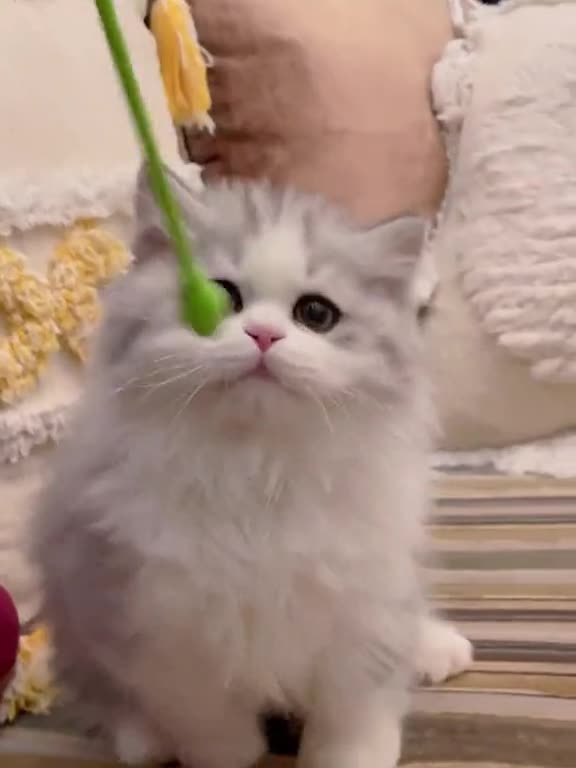 Funny Cats Compilation (Most Popular)