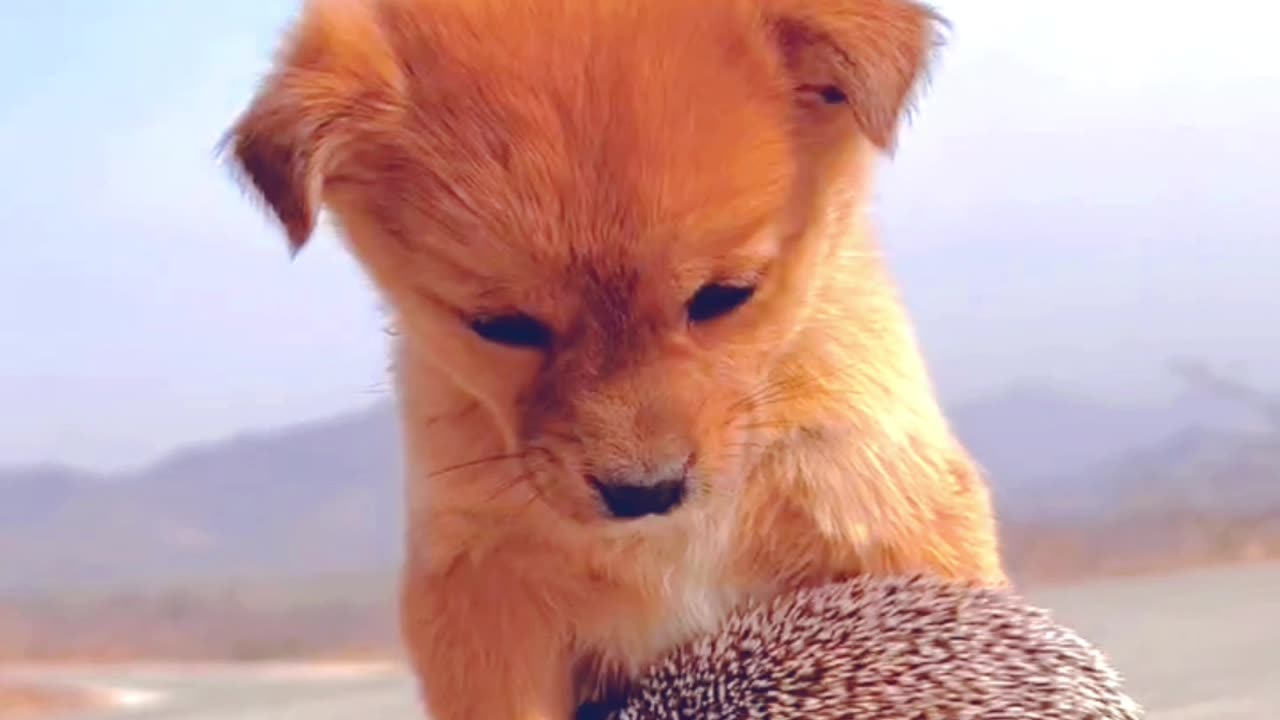 Cute puppy playing with baby hedgehog 😍😍😲😲