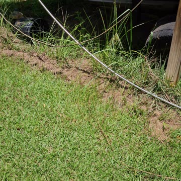 I threw loaf of bread out in my yard