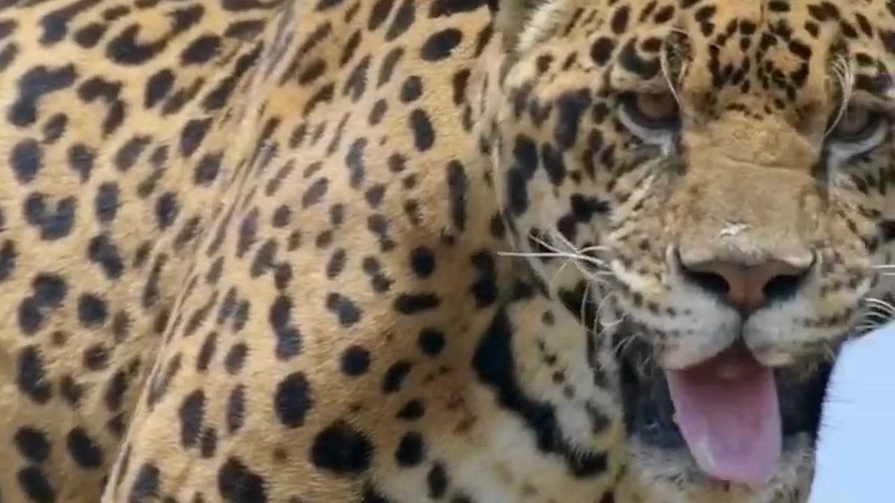 How funny animal crazy laugh Broke The Internet