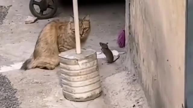 Best Friends l Funny Cat