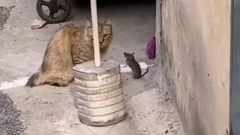 Best Friends l Funny Cat