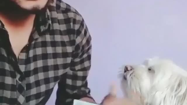 A dog helps a friend count the money