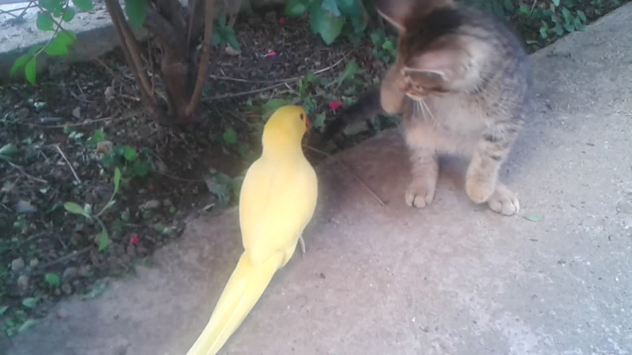 Curious Parrot Desperately Attempts To Befriend Cautious Kitten