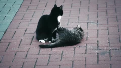 Cats Playing on Road