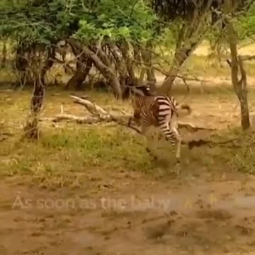 Look how the zebra got out between two trees | wildlife animals