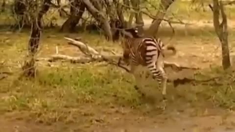 Look how the zebra got out between two trees | wildlife animals