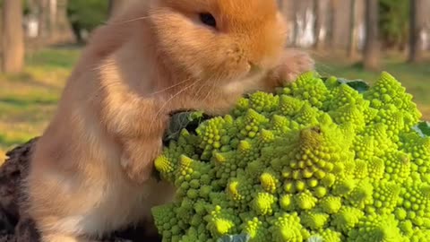 rabbit eating mushrrom