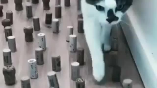 imprecionante lo cuidadoso que es este gato