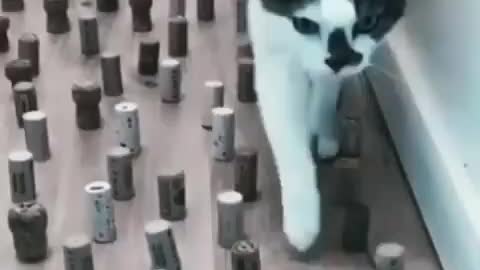 imprecionante lo cuidadoso que es este gato