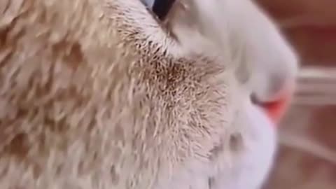 Cat Eyes