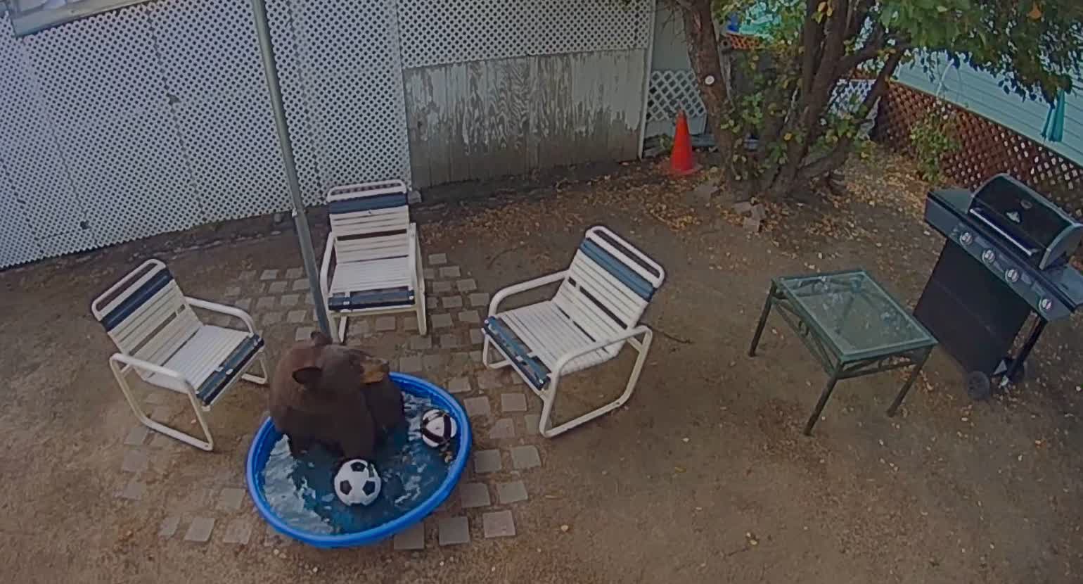 Bear Takes Pool Break in Backyard