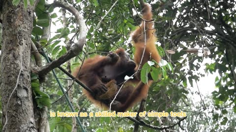 Orangutan: Skilled Maker of Simple Tools