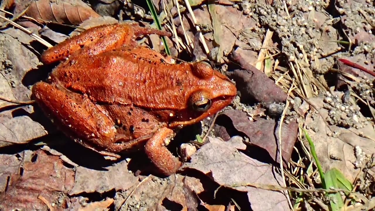 Wood Frog