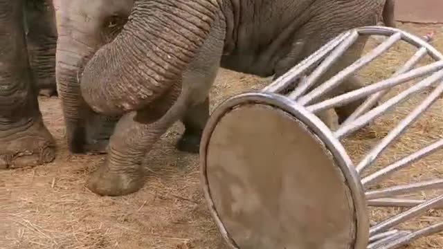 The elephant play