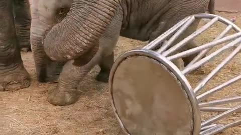 The elephant play