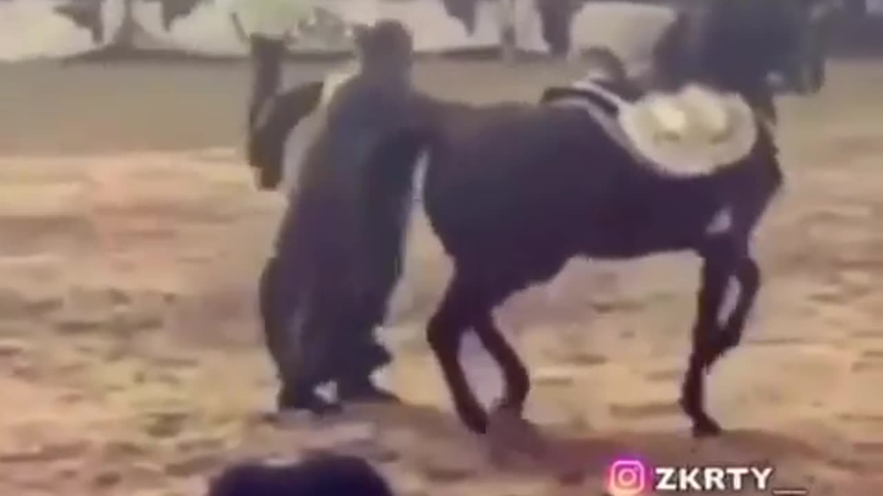 Dance with funny Horse