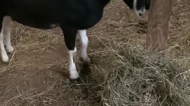 Tater the La Mancha Goat Loving Her New Brush