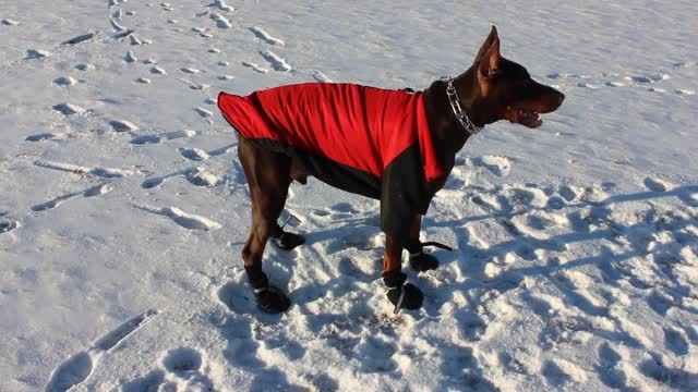 Doberman not a fan of his winter gear