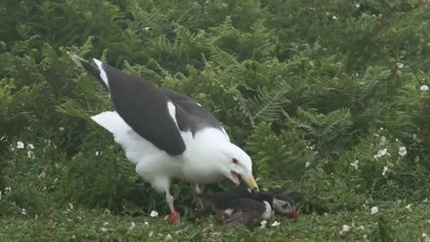 PUFFIN ISLAND