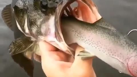 This is a beautiful and charming water-dwelling species