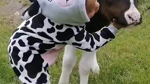 Little Girl Sings To Baby Calf || ViralHog