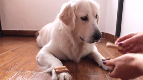 Cute & Patient Golden Retriever Dog Bailey Waiting for Treat